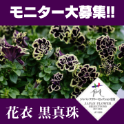 「日本人の琴線に触れるペチュニア「花衣(はなごろも) 黒真珠」ブログモニター大募集」の画像、GreenSnapのモニター・サンプル企画
