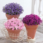 「【３種類から選べる！サフィニアセット】お庭やベランダを華やかにしてみませんか？」の画像、GreenSnapのモニター・サンプル企画