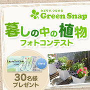 「暮しの中の植物フォトコンテスト！　おウチの&ldquo;みどり&rdquo;をブログで投稿しよう♪」の画像、GreenSnapのモニター・サンプル企画