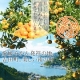 イベント「≪吉田みかんのせとか 3kg≫愛媛みかん発祥の地から産地直送でお届けします」の画像