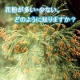 イベント「花粉が多い・少ない、どのように知りますか？」の画像