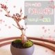 イベント「【観察モニター募集】桜ミニ盆栽&ldquo;旭山桜&rdquo;のモニター募集」の画像