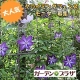 イベント「【大人気！】植物のつるをスッキリまとめるクライミングフェンスを5名様に！」の画像