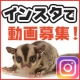インスタで動画募集♪フクロモモンガフード　モニター募集！/モニター・サンプル企画