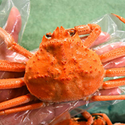 「【お顔出し写真・年齢出し募集】【訳あり】北海道産本ズワイガニ姿2kg」の画像、株式会社アクセルクリエィションのモニター・サンプル企画