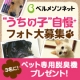 イベント「[ベルメゾン]かわいい☆ペットフォト大募集！」の画像