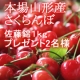 イベント「初夏の宝石「さくらんぼ　佐藤錦」　朝採りを産地直送！」の画像