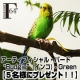 【F.O.B COOP】＜アーティフィシャル・バード＞ セキセイインコ/モニター・サンプル企画