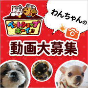 「【新商品モニター】愛犬用かつお厚削りジャーキーをお試し！わんちゃんが食べている動画や画像を投稿ください！飼い主様用おまけ1品あり！」の画像、マルトモ株式会社のモニター・サンプル企画