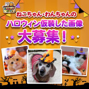 「【猫犬飼い主さま限定企画】ねこちゃん・わんちゃんも一緒にハロウィンを楽しもう♪」の画像、マルトモ株式会社のモニター・サンプル企画