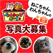 「【犬猫飼い主さま限定】あなたのねこちゃん・わんちゃんがモデルデビュー？♡マルトモ発行カタログやポスターに掲載されるチャンス！」の画像、マルトモ株式会社のモニター・サンプル企画