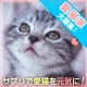 ★ブログ投稿なし★「愛する猫ちゃんを元気にしたい方、大募集！」/モニター・サンプル企画