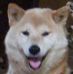 柴犬さくらさんのプロフィール画像