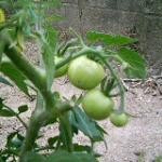 さっちゃんさんのプロフィール画像