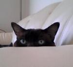 ぶひこさんのプロフィール画像