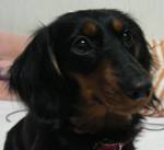 raitorannさんのプロフィール画像