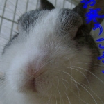 ミミらんのシッポ