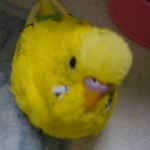 ぴーちゃんさんのプロフィール画像