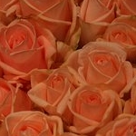 ちびももさんのプロフィール画像