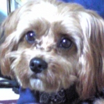 まるぞうさんのプロフィール画像