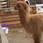 ピンキーさんのプロフィール画像