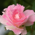 hisaさんのプロフィール画像