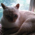 しろみさんのプロフィール画像