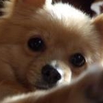 gomaでちさんのプロフィール画像