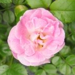 みかんさんのプロフィール画像