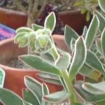 シナモンさんのプロフィール画像