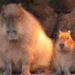 まんたちんさんのプロフィール画像