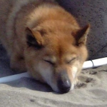 ryo.co.さんのプロフィール画像