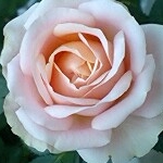 こーまりんさんのプロフィール画像