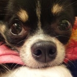 mame&cocoさんのプロフィール画像