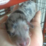 ごるび～のさんのプロフィール画像