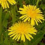 トトロンさんのプロフィール画像