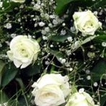 てぃあさんのプロフィール画像