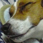 バーディママさんのプロフィール画像