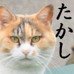 ひこたんさんのプロフィール画像