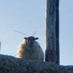 レバ刺しさんのプロフィール画像