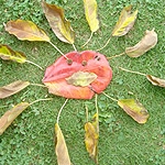 りんこ♪さんのプロフィール画像