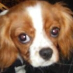 レオン姫さんのプロフィール画像