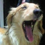 こむりたんさんのプロフィール画像