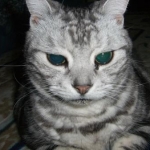 甘姫さんのプロフィール画像