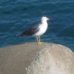 いろべぇさんのプロフィール画像