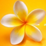 rococoさんのプロフィール画像