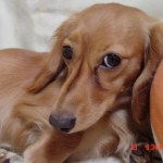 かふぇママさんのプロフィール画像