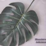 Monsteraさんのプロフィール画像