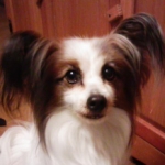 pokeさんのプロフィール画像