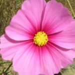 123さんのプロフィール画像